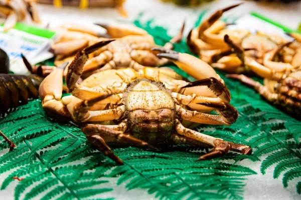 Fresh seafood crab on display — Stock Photo, Image
