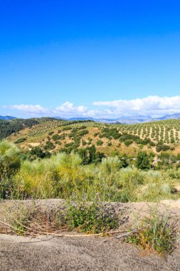 Parque Naturel de la sierra görünümünü de Grazalema, Cadiz Eyaleti, İspanya