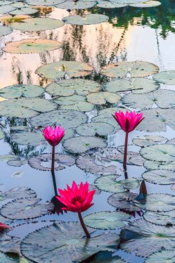 Nilüferler bir gölette gündoğumu, Chumphon, Tayland tarihinde