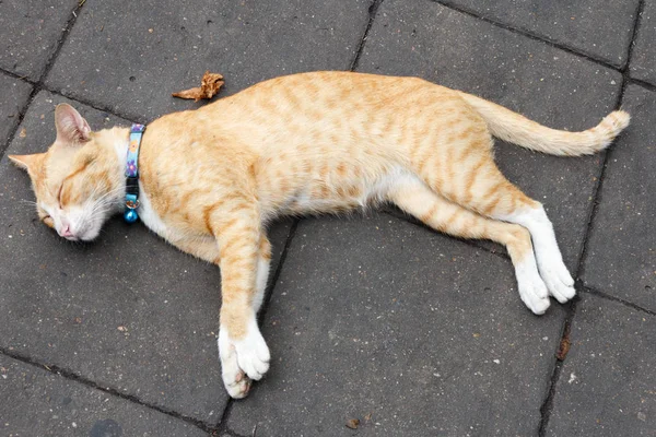 Ginger cat asleep on pavement, Bangkok, Thailand