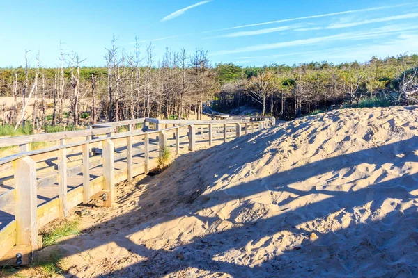 Promenade Durch Den Newborough Forest Anglesey Wales United Kingdom — Stockfoto