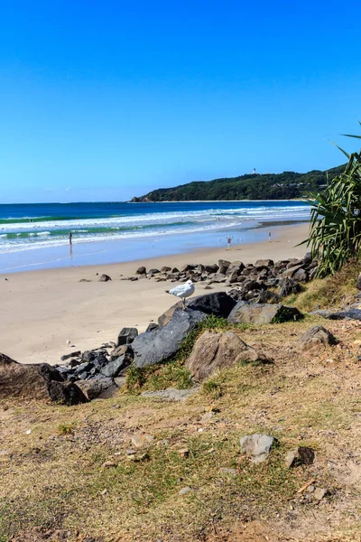 Racek Skále Byron Bay Beach Austrálie — Stock fotografie