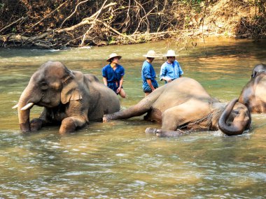Chiang Mai, Tayland - 19 Şubat 2005: fil, fil kutsal banyo eğitmenler. Turistler ziyaret etmenizi bekliyoruz.