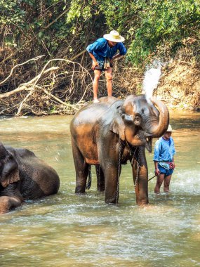 Chiang Mai, Tayland - 19 Şubat 2005: fil kutsal alan, fil eğitmenler. Turistler ziyaret etmenizi bekliyoruz.
