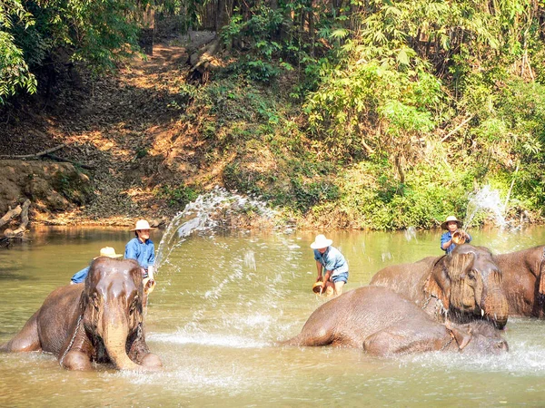 Chiang Mai Tailandia Febrero 2005 Entrenadores Bañando Elefantes Santuario Elefantes — Foto de Stock