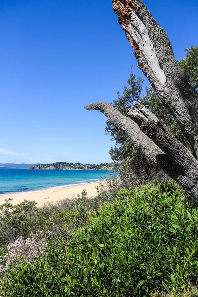 Görünüm Aylings Beach Eden New South Wales Avustralya — Stok fotoğraf