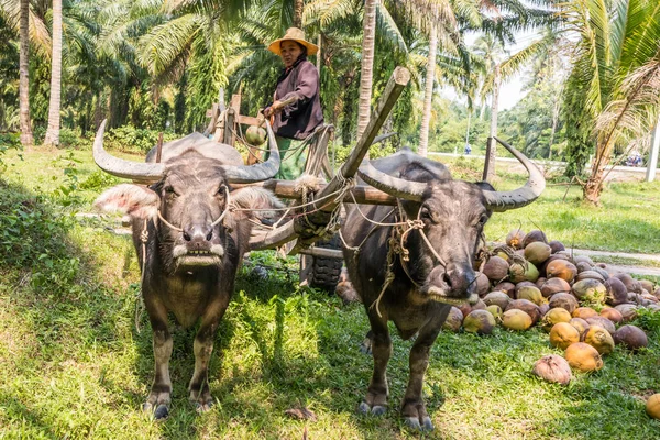 タイ国チュンポン 2019 去勢牛カートの上にココナッツを収集します 従来の方法は タイ農村部で使われています — ストック写真