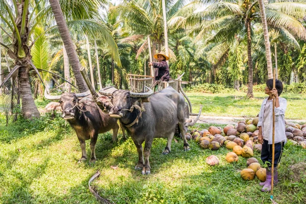 Chumphon Tailandia Enero 2019 Recogida Cocos Carro Bueyes Los Métodos —  Fotos de Stock