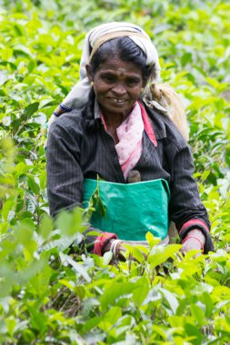Ella, Sri Lanka - 27 Aralık 2016: Çiftlikte çay toplayan kadın. Çay toplayıcılarının çoğu aslında Hindistan'dan geldi..