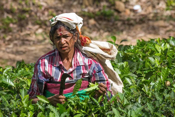 Ella Sri Lanka Diciembre 2016 Mujer Recogiendo Plantación Mayoría Los —  Fotos de Stock