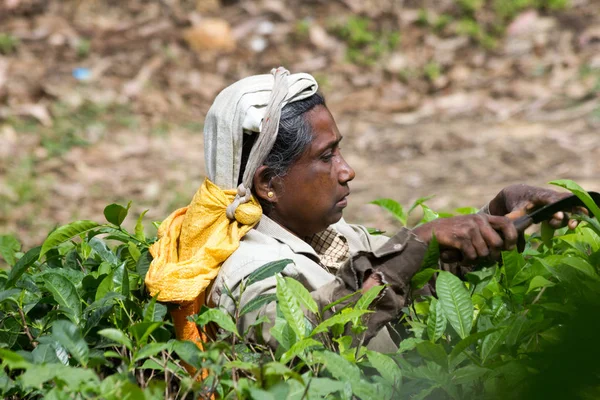Ella Sri Lanka Diciembre 2016 Mujer Recogiendo Plantación Mayoría Los —  Fotos de Stock