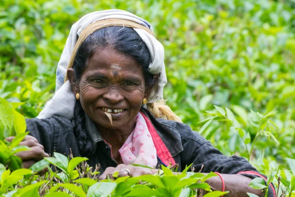 Woman tea picker — Stock Photo, Image