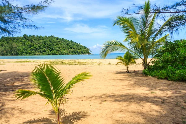 Young palm trees on Nai Yang beach — Stock Photo, Image
