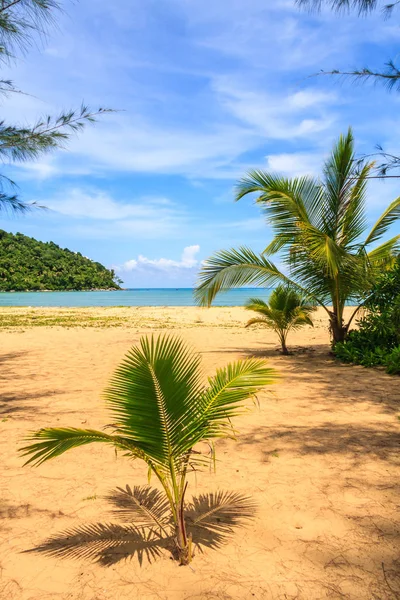 Young palm trees on Nai Yang beach — Stock Photo, Image