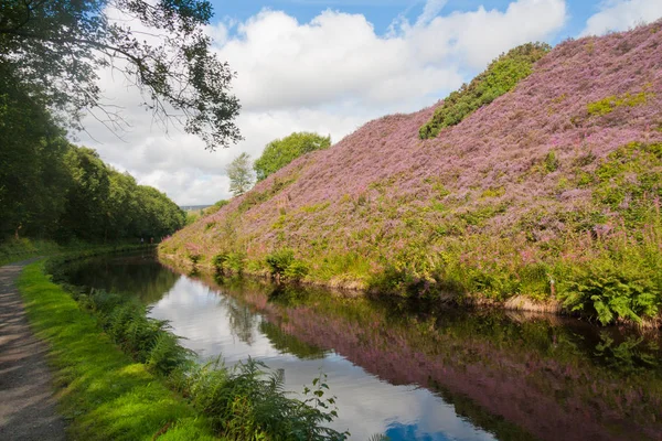 Un banco de brezo por el canal estrecho Huddersfield justo antes de t — Foto de Stock