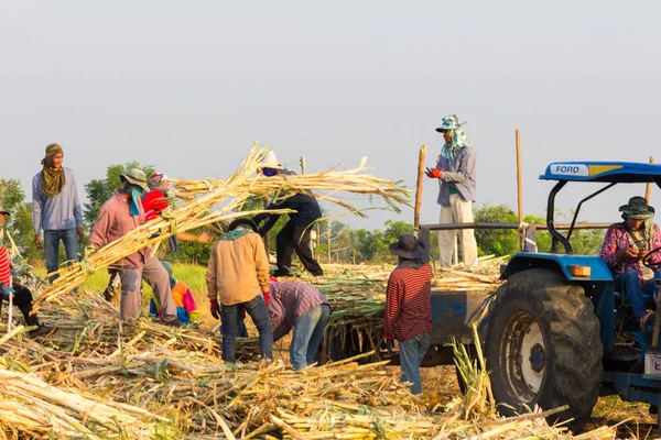 Phetchabun Thailand March 13Th 2017 Farm Workers Harvesting Sugar Beet — Stock Photo, Image