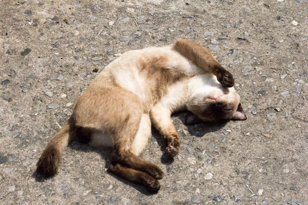 Cat sleeping in the hot sun