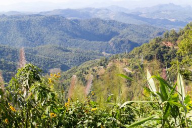 Chiang Rai eyaletinde ağaçlarla dağ manzarası, Tayland