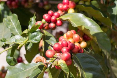 Kahve çekirdekleri Chiang Rai eyaletinde bir çalı üzerinde büyüyen, Tayland