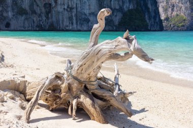 Driftwood Koh Lao Liang sahilde, Trang, Tayland
