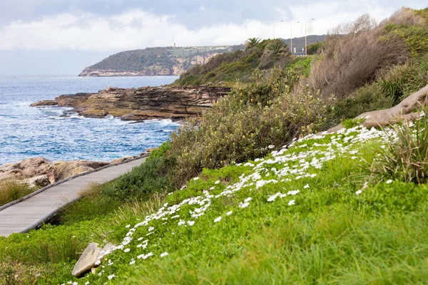 Flores silvestres creciendo al lado del paseo marítimo en el Nuevo So — Foto de Stock