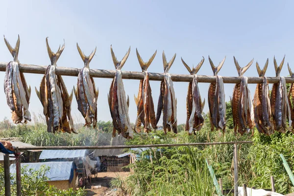 Fish drying on a pole on the border between Burma and Thailand, — Stock Photo, Image