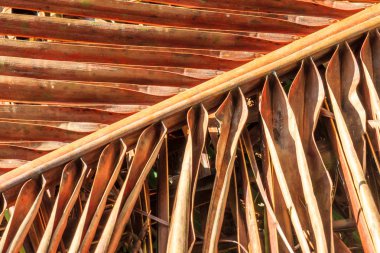 Ölü, kahverengi palmiye ağacı yaprağı