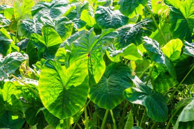 Fil kulak bitkileri backround