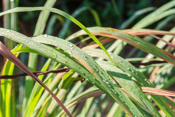 Rain on green and brown leaves