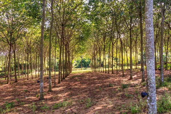 Plantação de árvores de borracha — Fotografia de Stock
