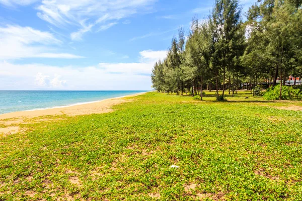 Ipomoea Pes Caprae Även Känd Som Bayhops Beach Morning Glory — Stockfoto