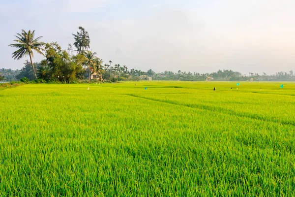 Rice growing in fields, — Stock Photo, Image