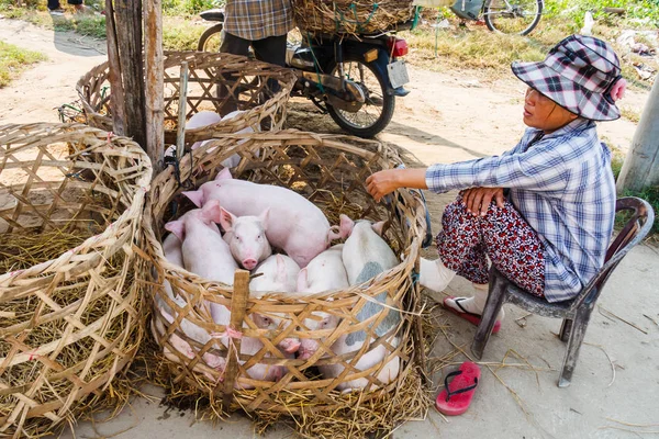 籠から豚を売る女 — ストック写真