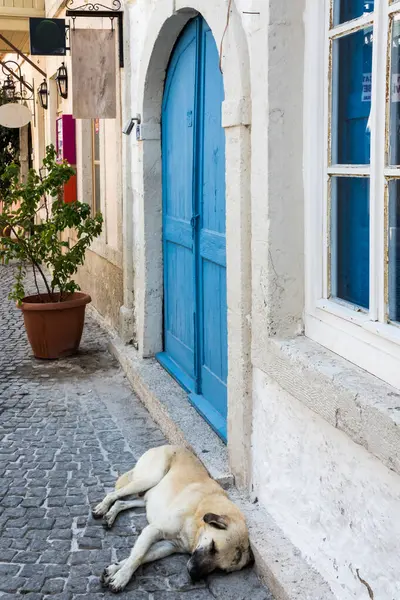 Dog asleep on a cobbled street — Stock Photo, Image