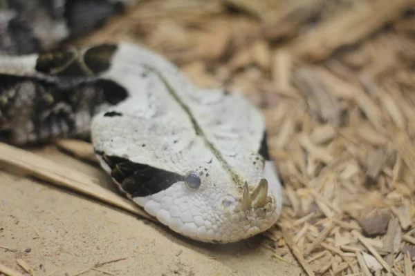 Snake head close up