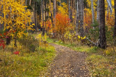 Sonbahar ormanlarında yol
