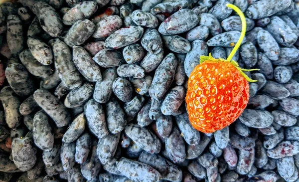 Viele Geißblatt-Beeren sind essbar und eine reife Erdbeere. horizontale Hintergrund Nahaufnahme. — Stockfoto
