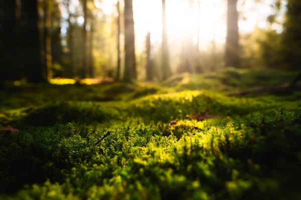Morgon i skogen, Närbild av mossa — Stockfoto