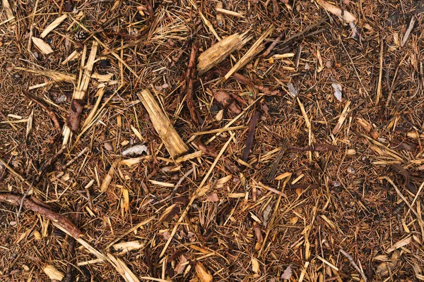 Blaffers, mulch op bosgrond — Stockfoto