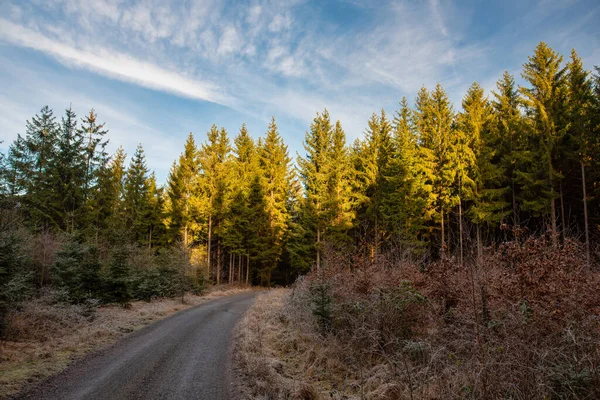 Strada verso la foresta, il sole splende sulle cime degli alberi — Foto Stock