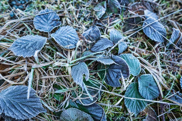 Hoarfrost su foglie, mattina fredda — Foto Stock