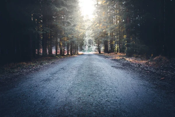 Misterioso sentiero nella foresta oscura — Foto Stock