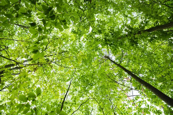 Färsk Vårskog Bottenvy Till Toppen Träd Gröna Blad — Stockfoto