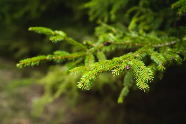 Aghi Giovani Che Crescono Albero Verde Fresco Primavera — Foto Stock