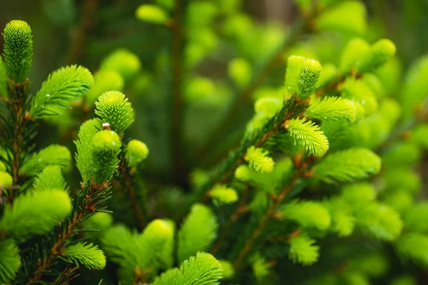 Ağaçta Büyüyen Genç Iğneler Ilkbaharda Taze Yeşil — Stok fotoğraf