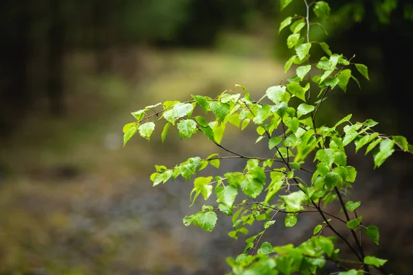 어린나무 봄철의 초록빛 — 스톡 사진