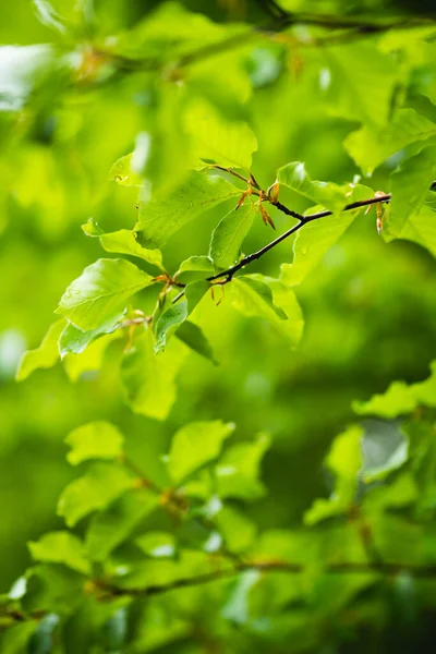 Foglie Verdi Contro Alberi Sfocati Fresca Foresta Primaverile — Foto Stock