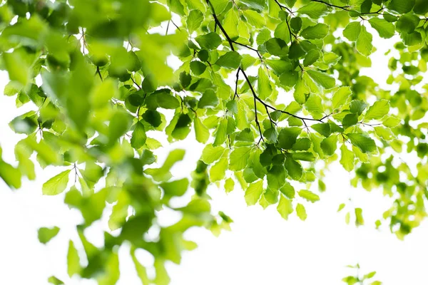 Zielone Liście Przeciwko Jasnemu Niebu Świeży Wiosenny Las — Zdjęcie stockowe