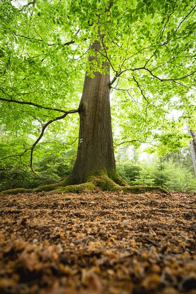 Duże Stare Drzewo Bukowe Znakiem Turystycznym Czas Wiosenny Lesie — Zdjęcie stockowe