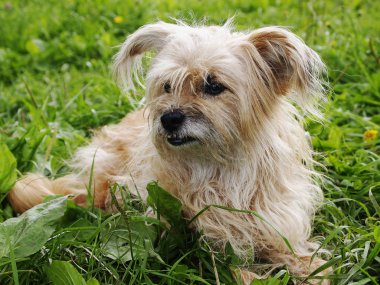 Çimlerin üzerindeki köpek